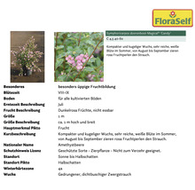 Amethystbeere im Topf mit Produktinformationen von FloraSelf