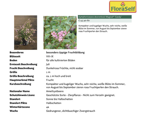 Amethystbeere im Topf mit Produktinformationen von FloraSelf