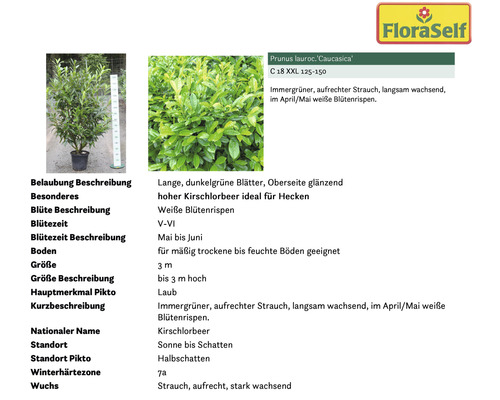 FloraSelf Kirschlorbeer Caucasica Pflanze im Topf