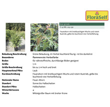 Feuerahorn mit Informationen zu Belaubung, Standort und Größe