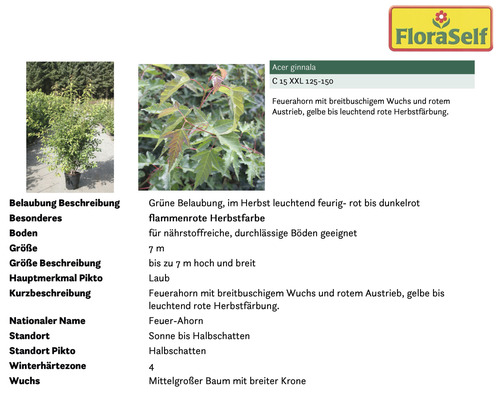 Feuerahorn mit Informationen zu Belaubung, Standort und Größe