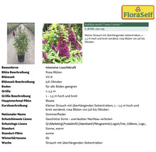 Informationstafel des Schmetterlingsstrauchs Funky Fuchsia