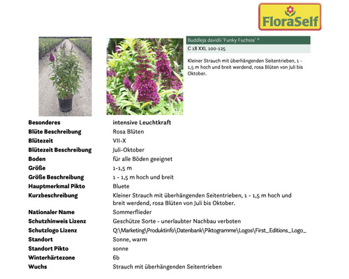 Informationstafel des Schmetterlingsstrauchs Funky Fuchsia