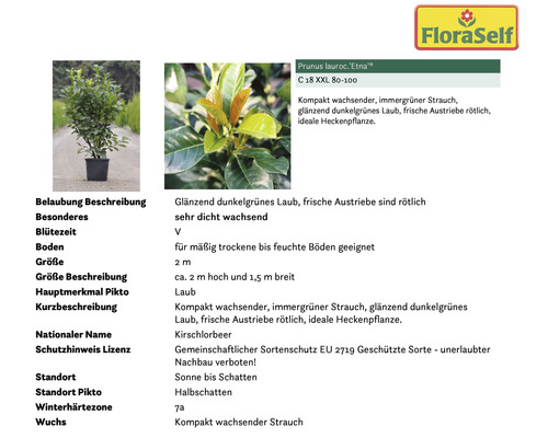 Informationstafel Kirschlorbeer Etna mit Produktinformationen zu Eigenschaften und Verwendung.