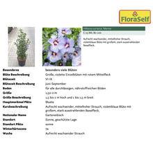 Hibiskus syriacus Marina im Topf