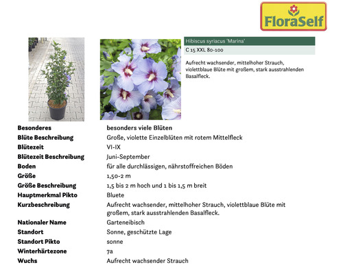 Hibiskus syriacus Marina im Topf