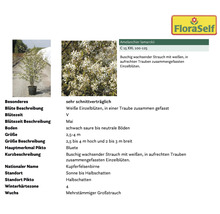 Amelanchier lamarckii Strauch mit weißen Blüten