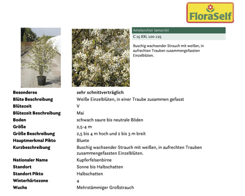 Amelanchier lamarckii Strauch mit weißen Blüten