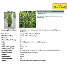 Portugiesische Lorbeerkirsche im Topf mit Informationen zu Blütezeit, Standort und Wachstum