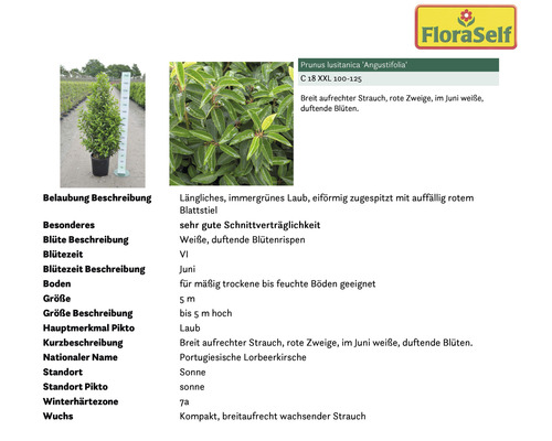 Portugiesische Lorbeerkirsche im Topf mit Informationen zu Blütezeit, Standort und Wachstum