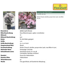Sambucus nigra Black Beauty Pflanze mit dunklem Laub und rosa Blüten