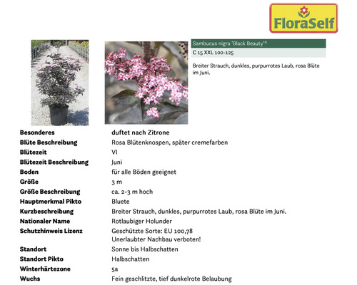 Sambucus nigra Black Beauty Pflanze mit dunklem Laub und rosa Blüten