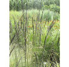 Molinie élevée FloraSelf Molinia arundinacea 'Black Arrows' h 10-40 cm Co 0,5 l