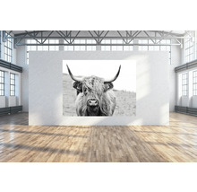 Photographie en noir et blanc d''un Highland Cattle sur un mur dans une pièce vide