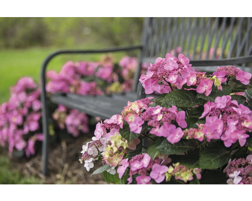 Fleurs d''hortensia roses devant un banc de jardin