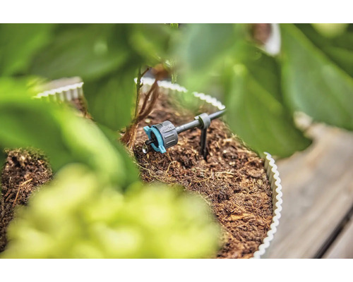Arrosage goutte à goutte en place entre les plantes