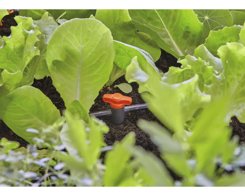 Bewässerungssystem mit Salatpflanzen im Gartenbeet