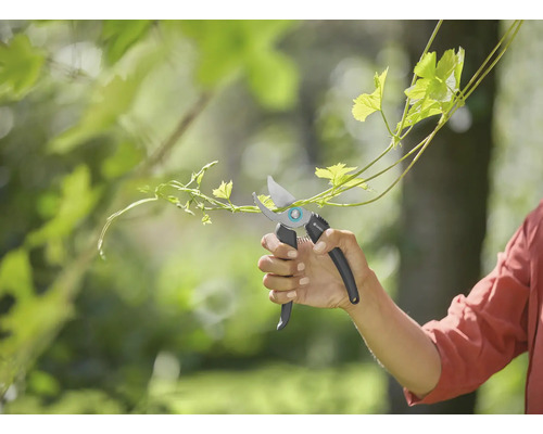 Hand schneidet Trieb mit Gartenschere