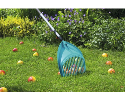 Cueilleur de pommes ramassant des pommes sur une pelouse