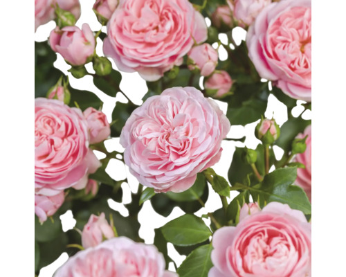 Nahaufnahme von rosa Rosenblüten mit grünen Blättern