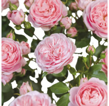 Nahaufnahme von rosa Rosenblüten und Knospen