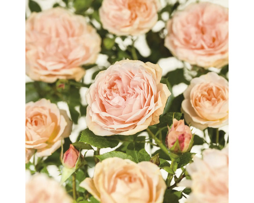 Nahaufnahme von blassrosa Rosenblüten mit grünen Blättern