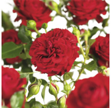 Fleurs de roses rouges avec feuilles vertes et boutons