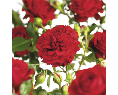 Rote Rosenblüten mit grünen Blättern und Knospen