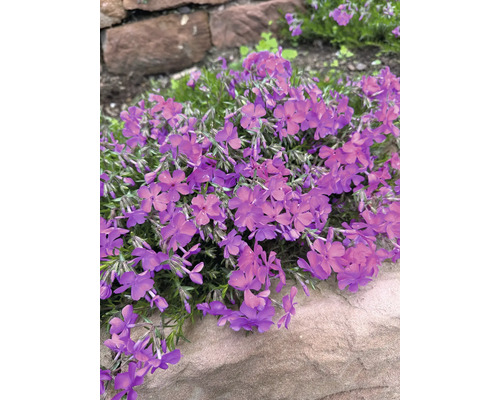 Phlox