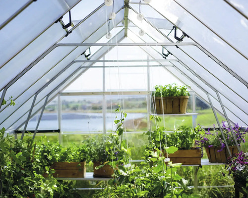 Vue intérieure d''une serre avec des plantes en pots et sur des étagères