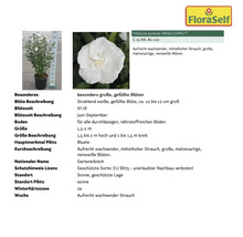 Gartenhibiskus White Chiffon im Topf mit Produktinformationen