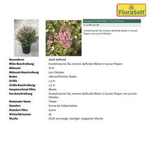 Flieder Syringa BLOOMERANG ''Pink Perfume'' im Topf