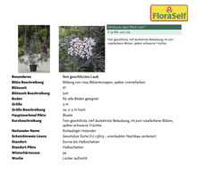 Sambucus nigra Black Lace Pflanzeninformationen
