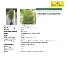 Faulbaum Fine Line im Topf