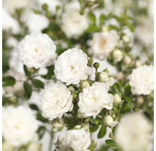 Nahaufnahme von weißen Rosenblüten mit grünen Blättern