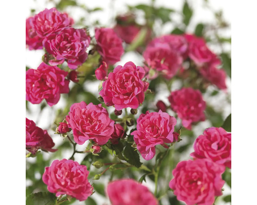 Bodendeckerrose ‘Lovely Fairy’ H 20-40 cm Co 5 L Nahaufnahme von rosa Zwergrosenblüten