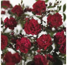 Gros plan de fleurs de roses rouges