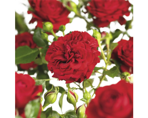 Kletterrose 'Grand Award' FloraSelf Rosa 'Grand Award' Co 3 L gefüllte Blüten