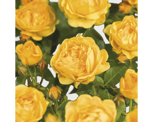 Nahaufnahme von gelben Rosenblüten mit grünen Blättern