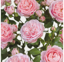 Nahaufnahme von rosa Rosenblüten mit grünen Blättern