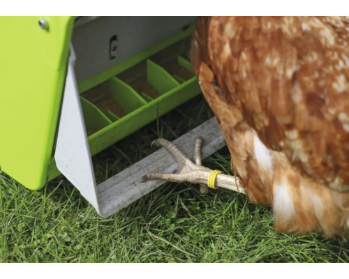 Gros plan sur le pied d''une poule devant une mangeoire dans un pré