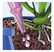 Orchidee wird mit einem Düngestäbchen bewässert
