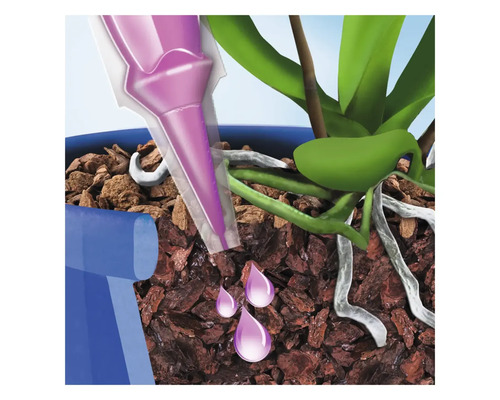Orchidee wird mit einem Düngestäbchen bewässert