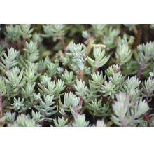 Plantes vivaces pour rocaille mélange FloraSelf h 2-5 cm Ø 9 pot cm lot de 6-thumb-5