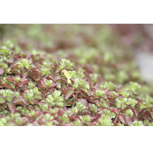 Plantes vivaces pour rocaille mélange FloraSelf h 2-5 cm Ø 9 pot cm lot de 6-thumb-6