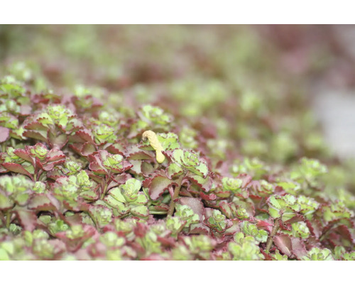 Nahaufnahme einer Fetthenne Pflanze