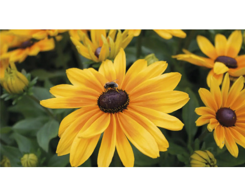 Nahaufnahme einer Rudbeckia Blüte mit einer Biene.