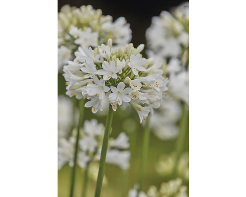 Nahaufnahme einer weißen Schmucklilie