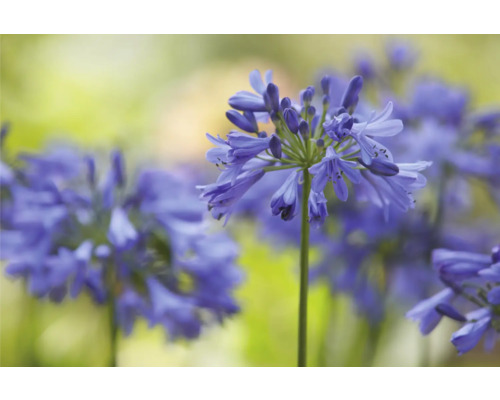 Nahaufnahme von Agapanthus Blüten