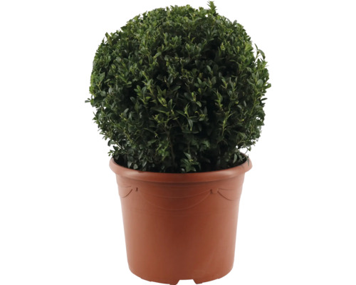 Buchsbaum Kugel FloraSelf Buxus sempervirens Durchmesser 35-40 cm Co 12 L